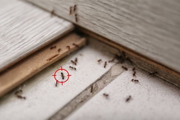 Flea Control Services in Pompano Beach, FL