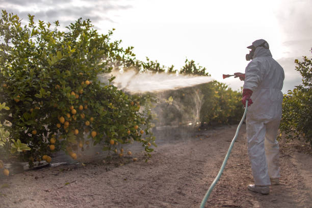 Best Termite Control Services  in Pompano Beach, FL
