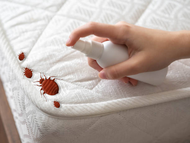 Best Local Pest Control Services  in Pompano Beach, FL