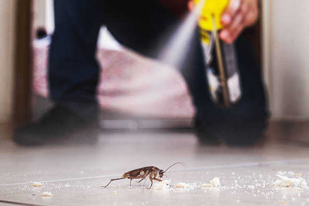 Wasp Removal Services in Pompano Beach, FL